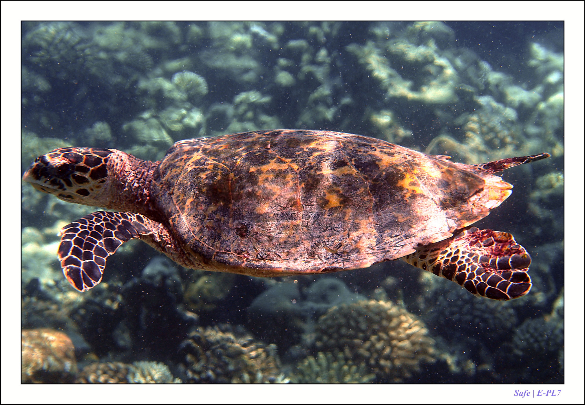2022 - 07 - snorkeling Maldives - 037